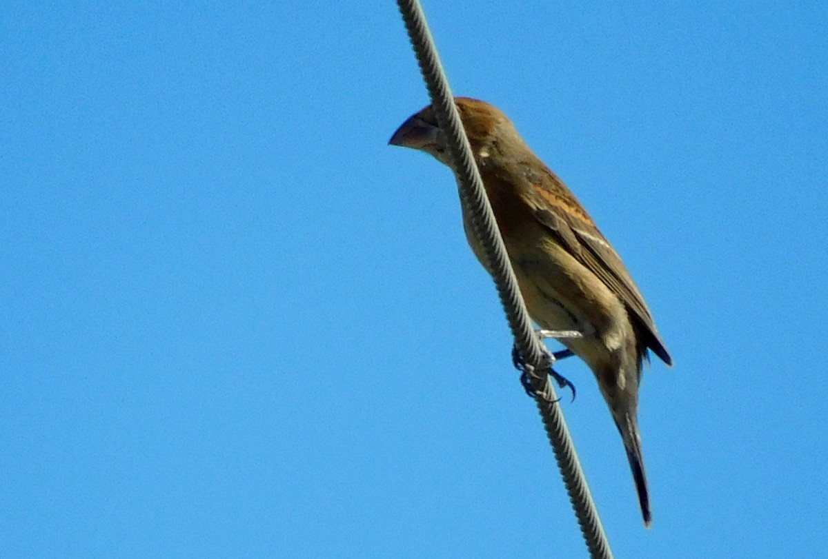 Blue Grosbeak - ML642341295