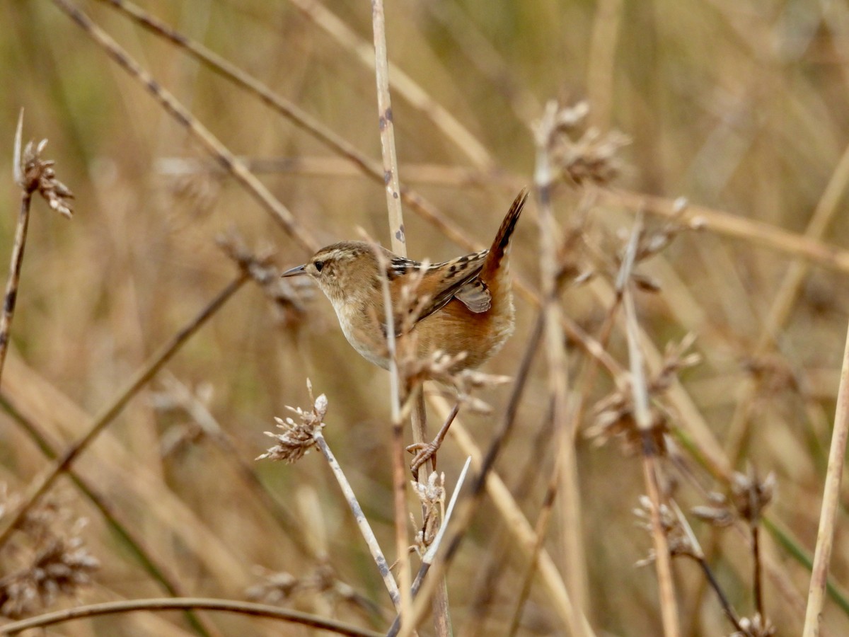 Marsh Wren - ML642341314