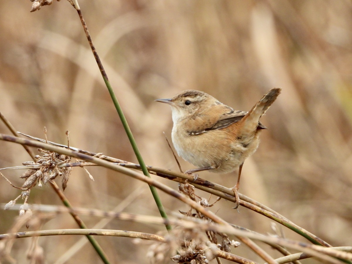 Marsh Wren - ML642341315