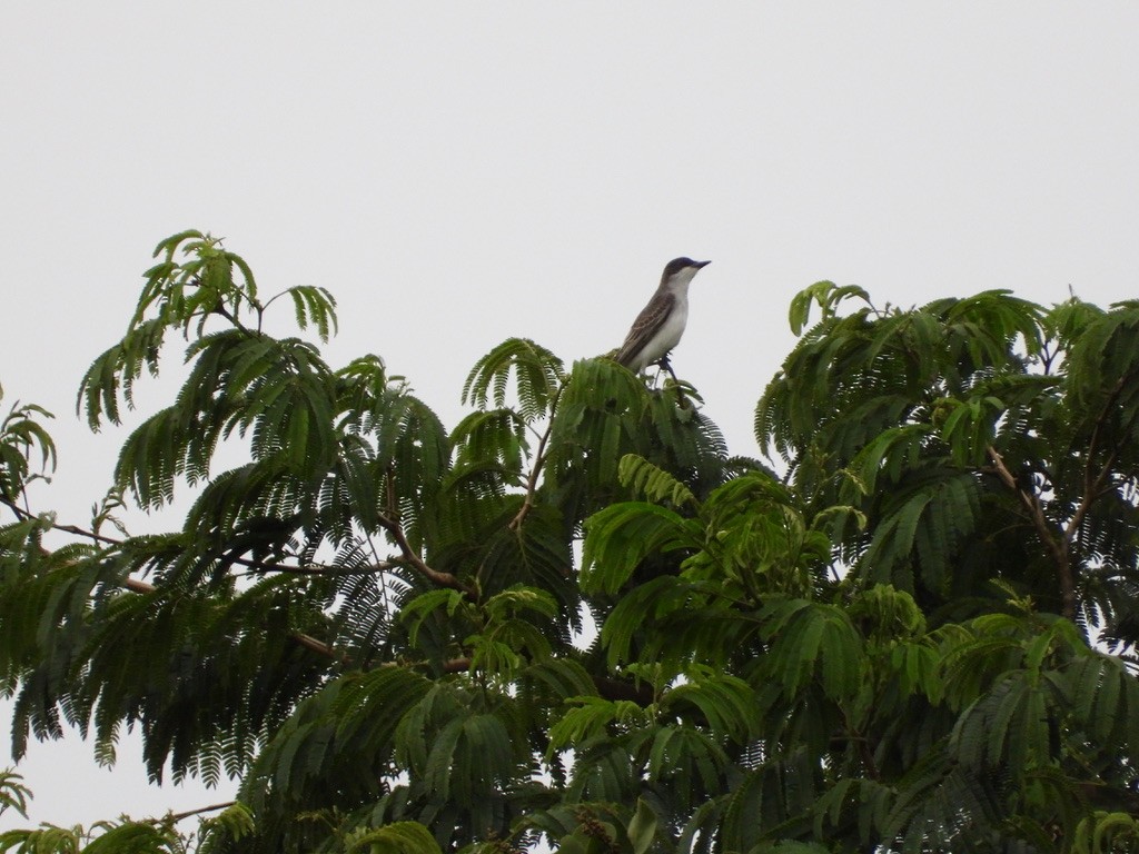 Eastern Kingbird - ML642341381