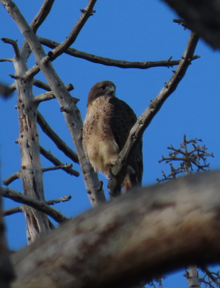 Red-tailed Hawk - ML642341405