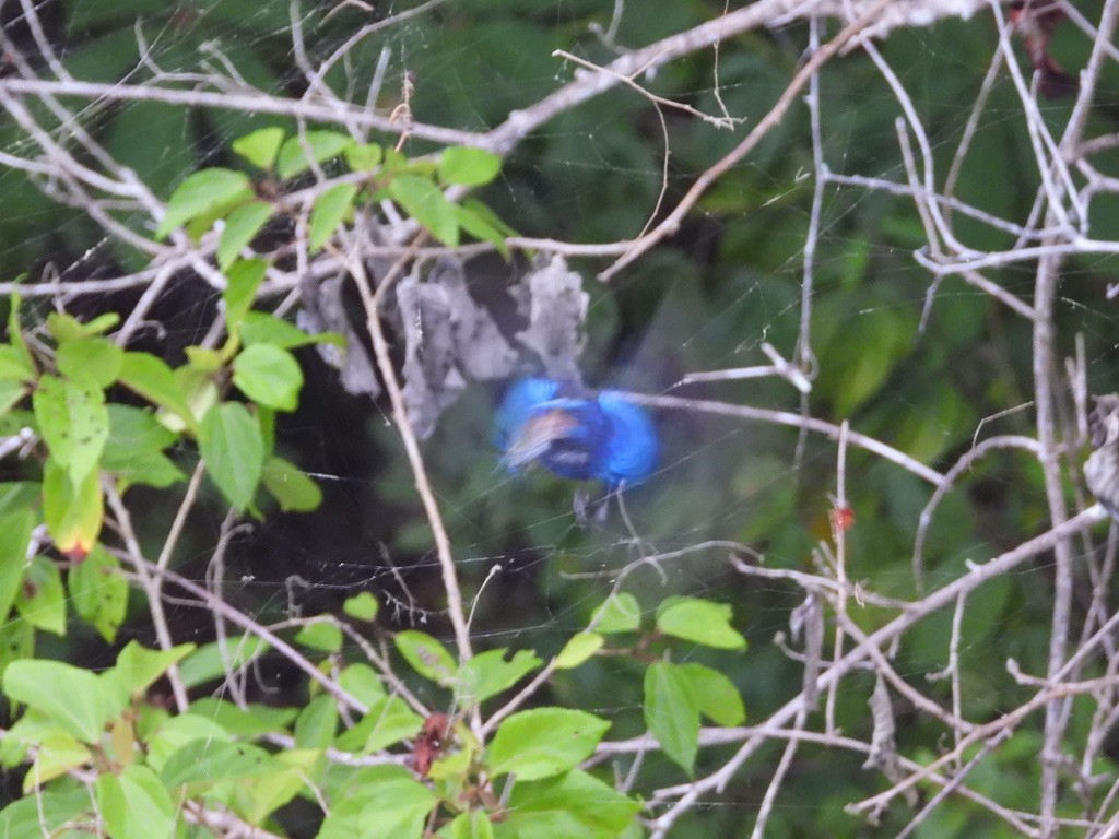 Blue Bunting - ML642341407