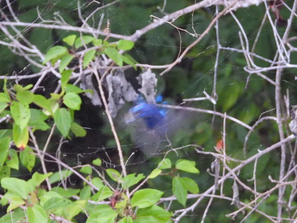 Blue Bunting - ML642341408