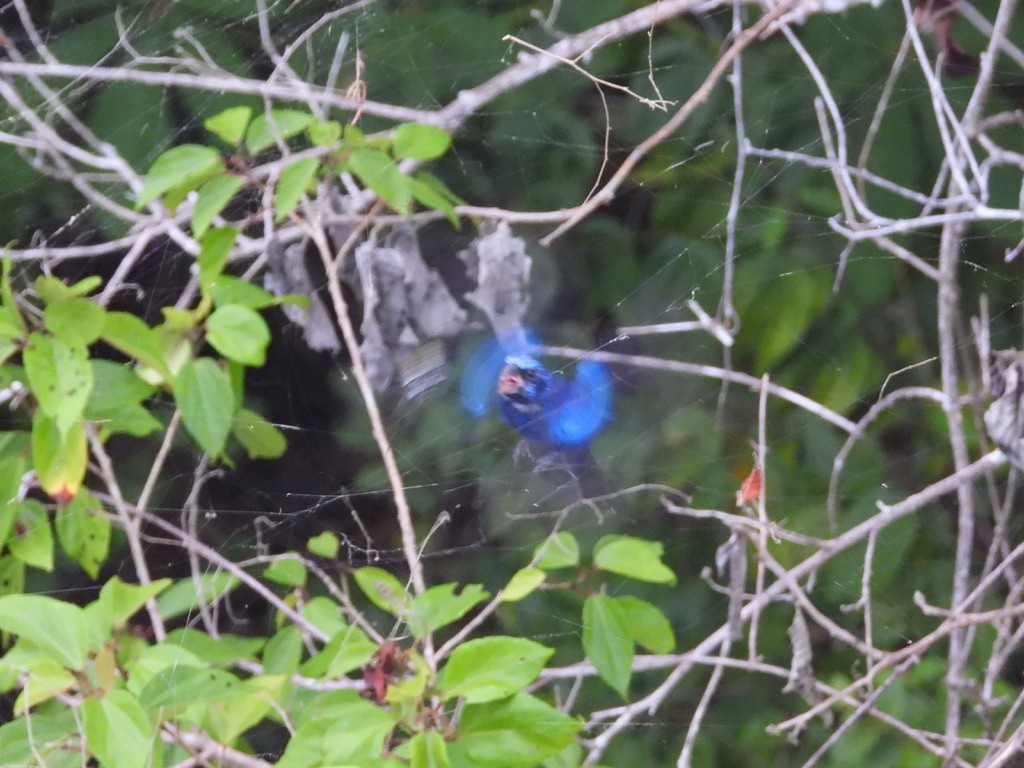 Blue Bunting - ML642341409