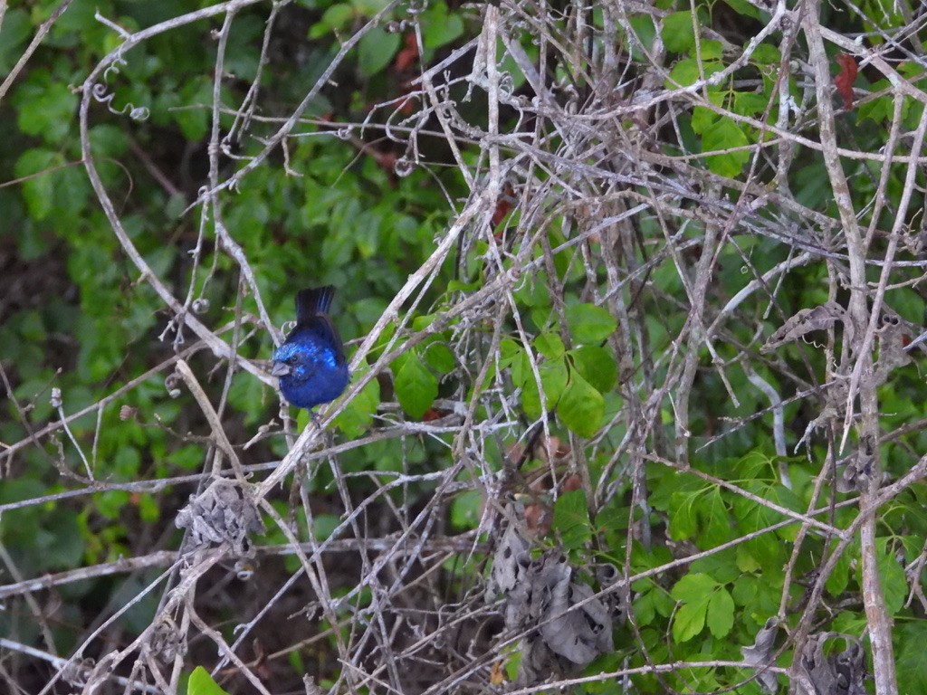 Blue Bunting - ML642341411