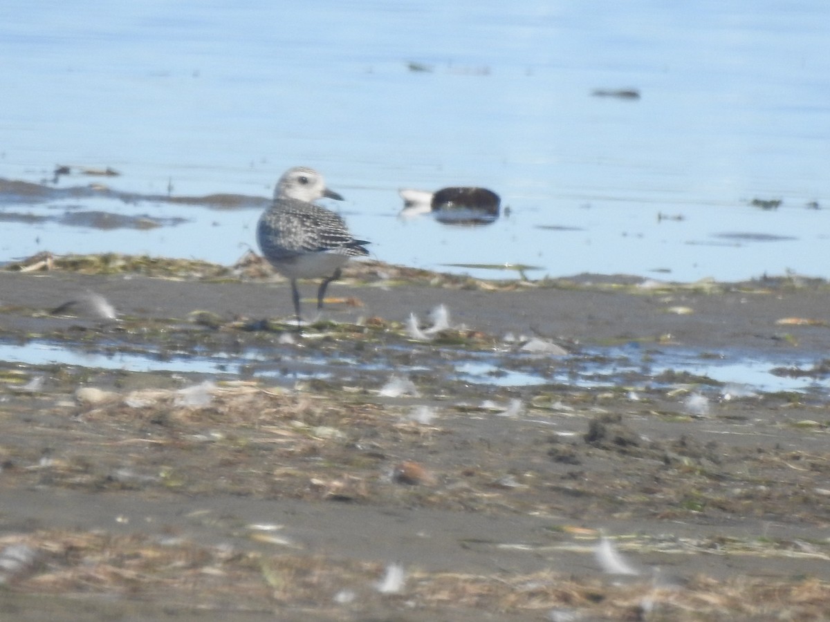 Black-bellied Plover - ML642341414