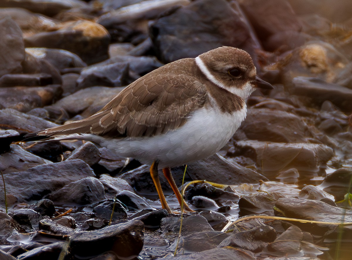 Semipalmated Plover - ML642341423