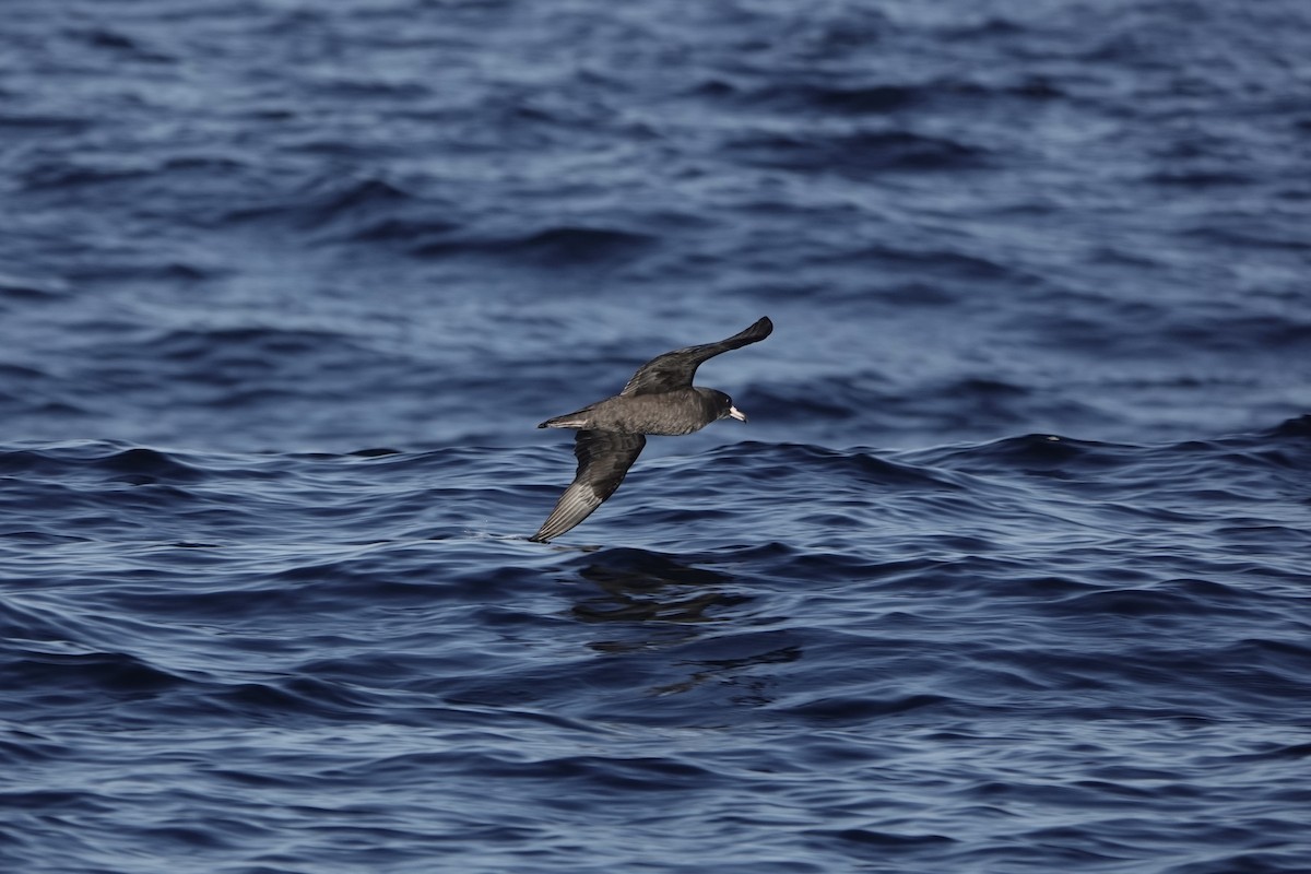 Flesh-footed Shearwater - ML642341424
