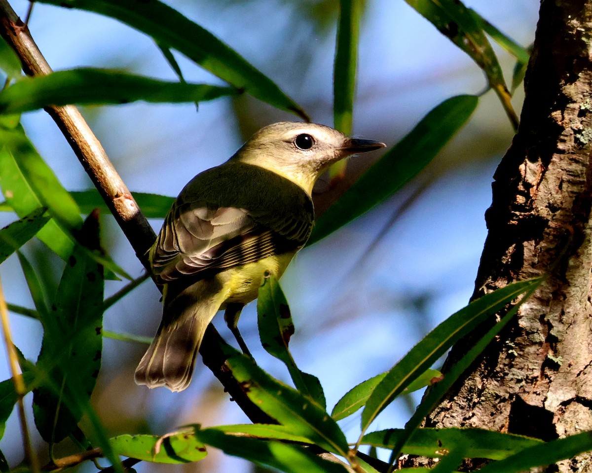 Philadelphia Vireo - ML642341432