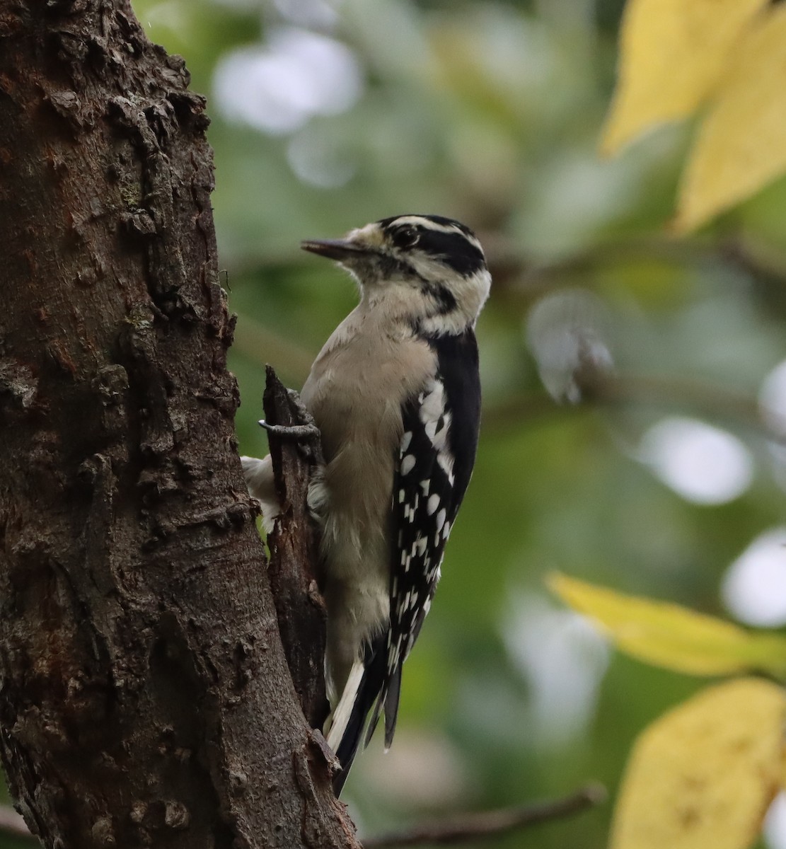 Downy Woodpecker - ML642341435
