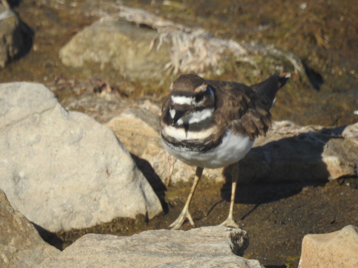 Killdeer - ML642341437
