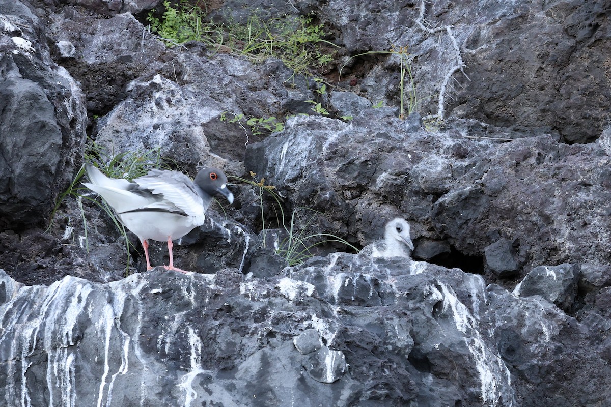 Swallow-tailed Gull - ML642341438