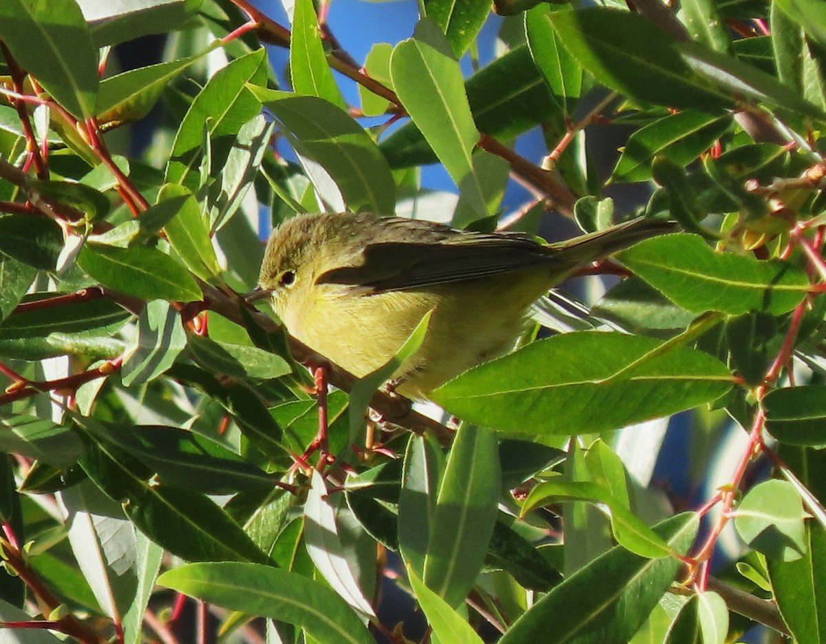 Orange-crowned Warbler - ML642341440