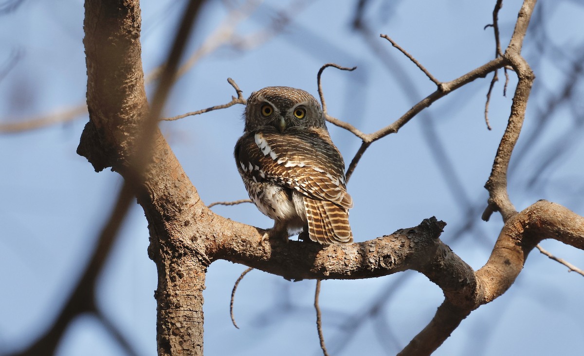 African Barred Owlet - ML642341441