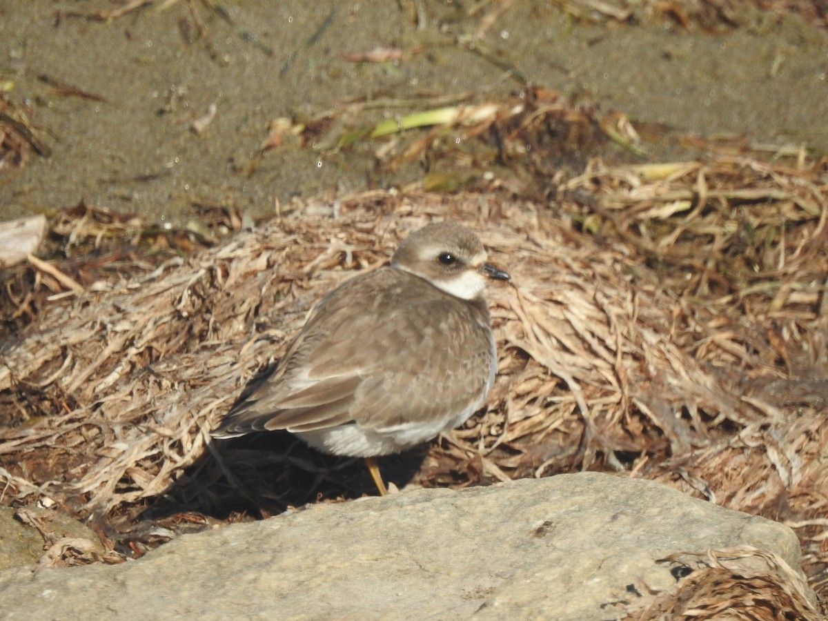 Semipalmated Plover - ML642341449