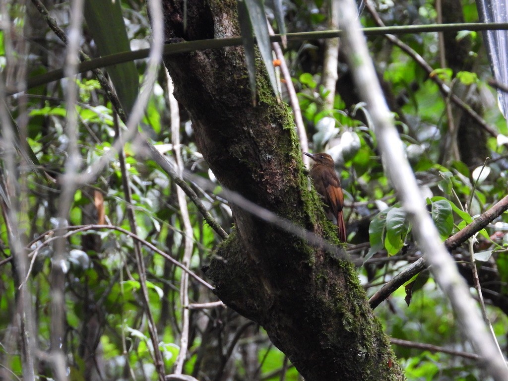 Tawny-winged Woodcreeper - ML642341458