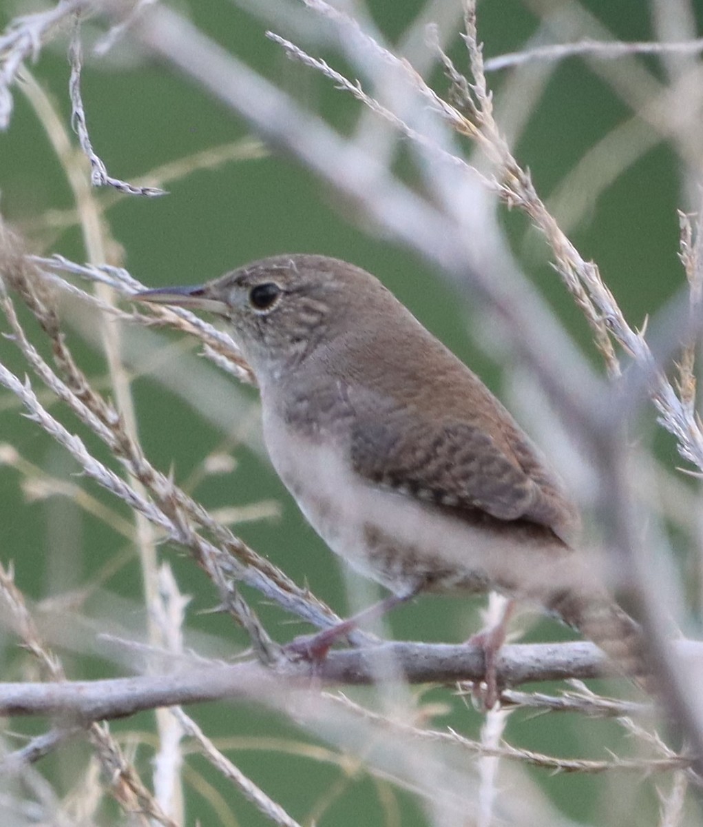 Northern House Wren - ML642341459