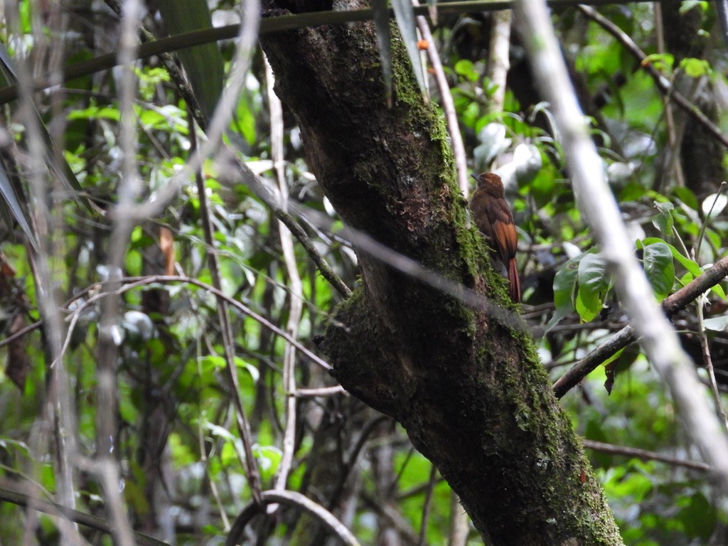 Tawny-winged Woodcreeper - ML642341461