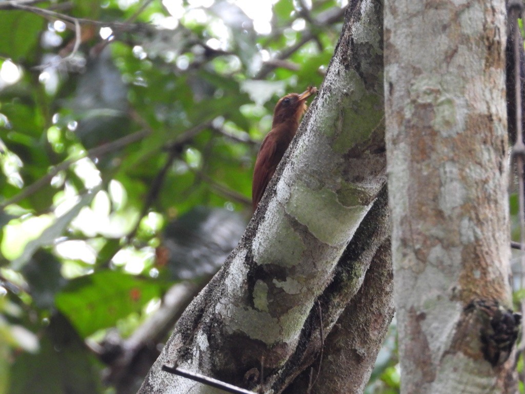 Ruddy Woodcreeper - ML642341464