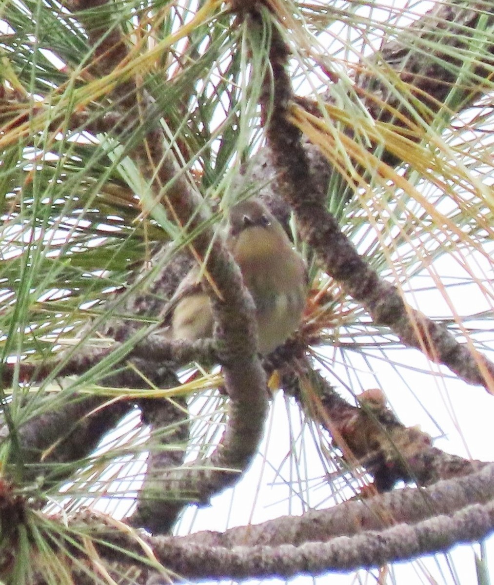 Yellow-rumped Warbler - ML642341466