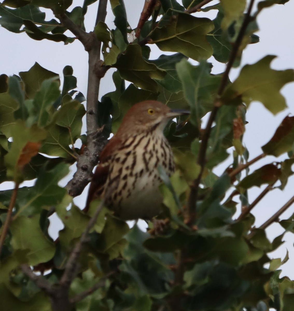 Brown Thrasher - ML642341470