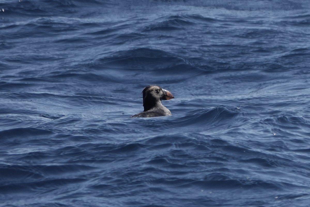 Tufted Puffin - ML642341475