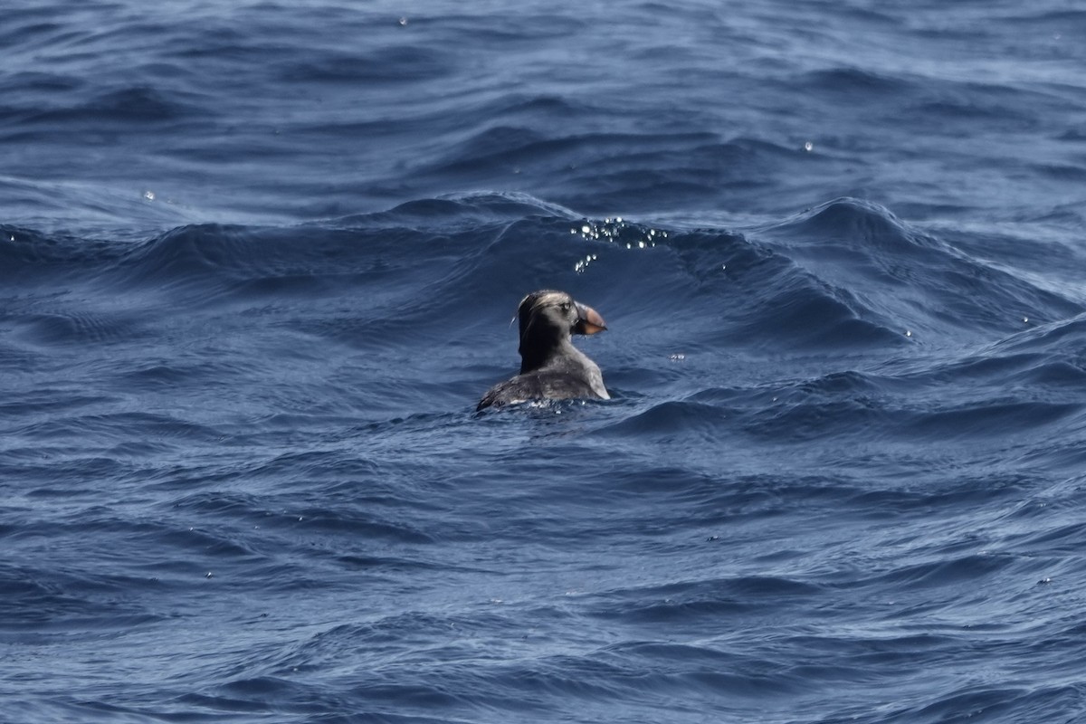 Tufted Puffin - ML642341476
