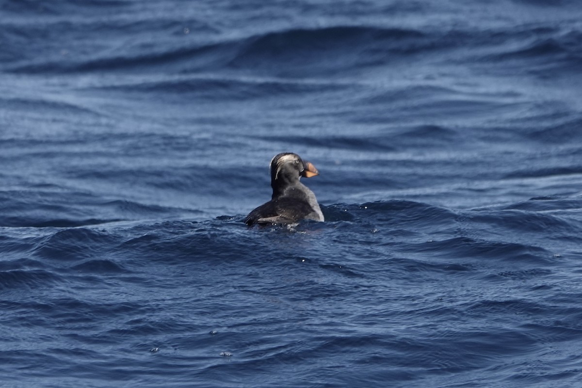 Tufted Puffin - ML642341477