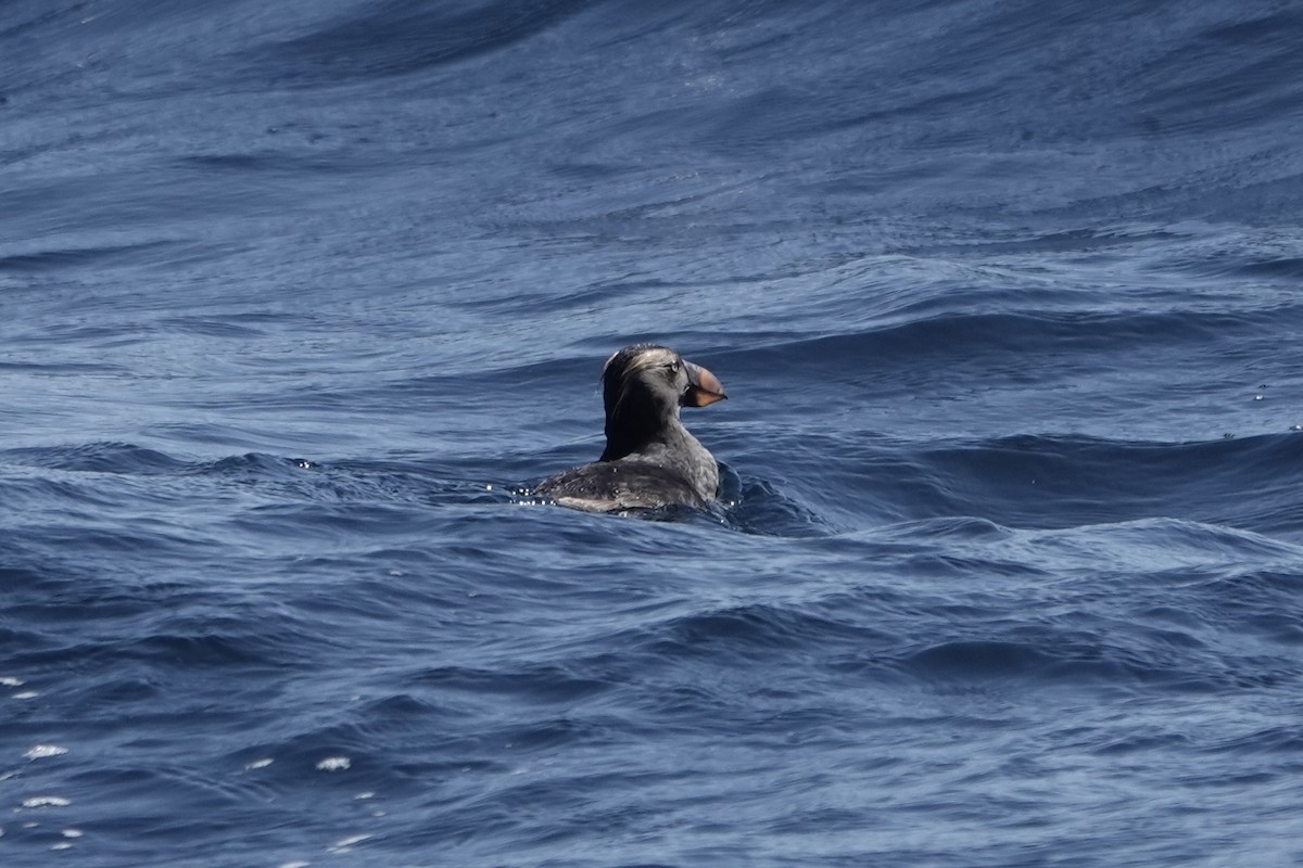 Tufted Puffin - ML642341478