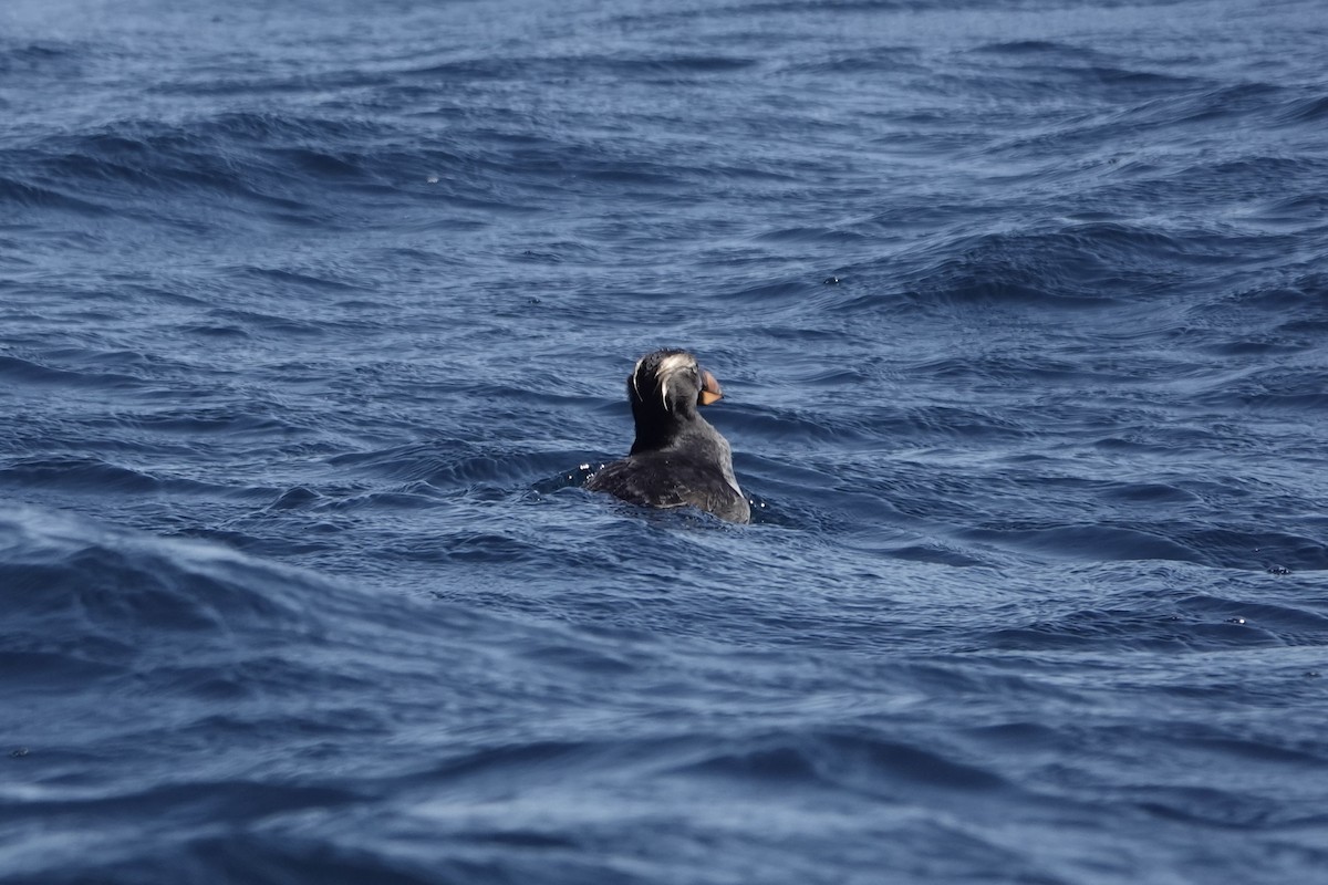 Tufted Puffin - ML642341479