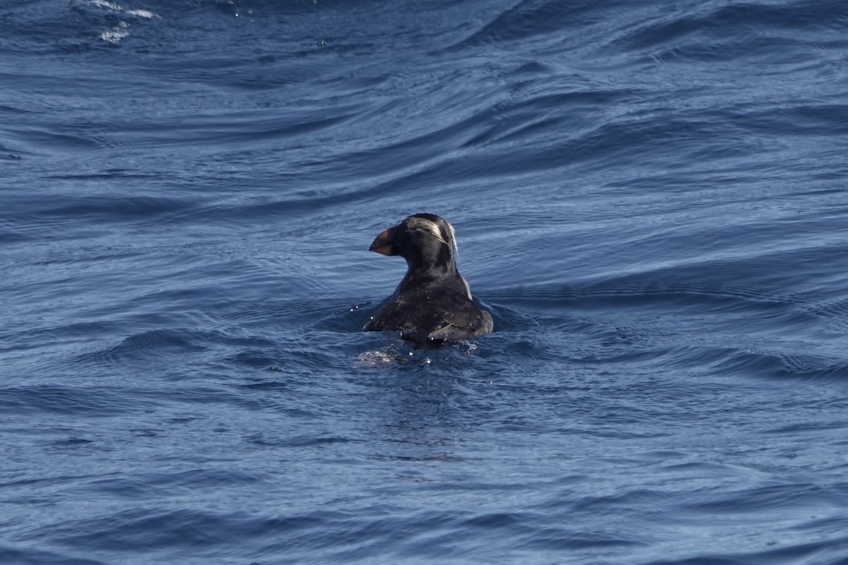 Tufted Puffin - ML642341480