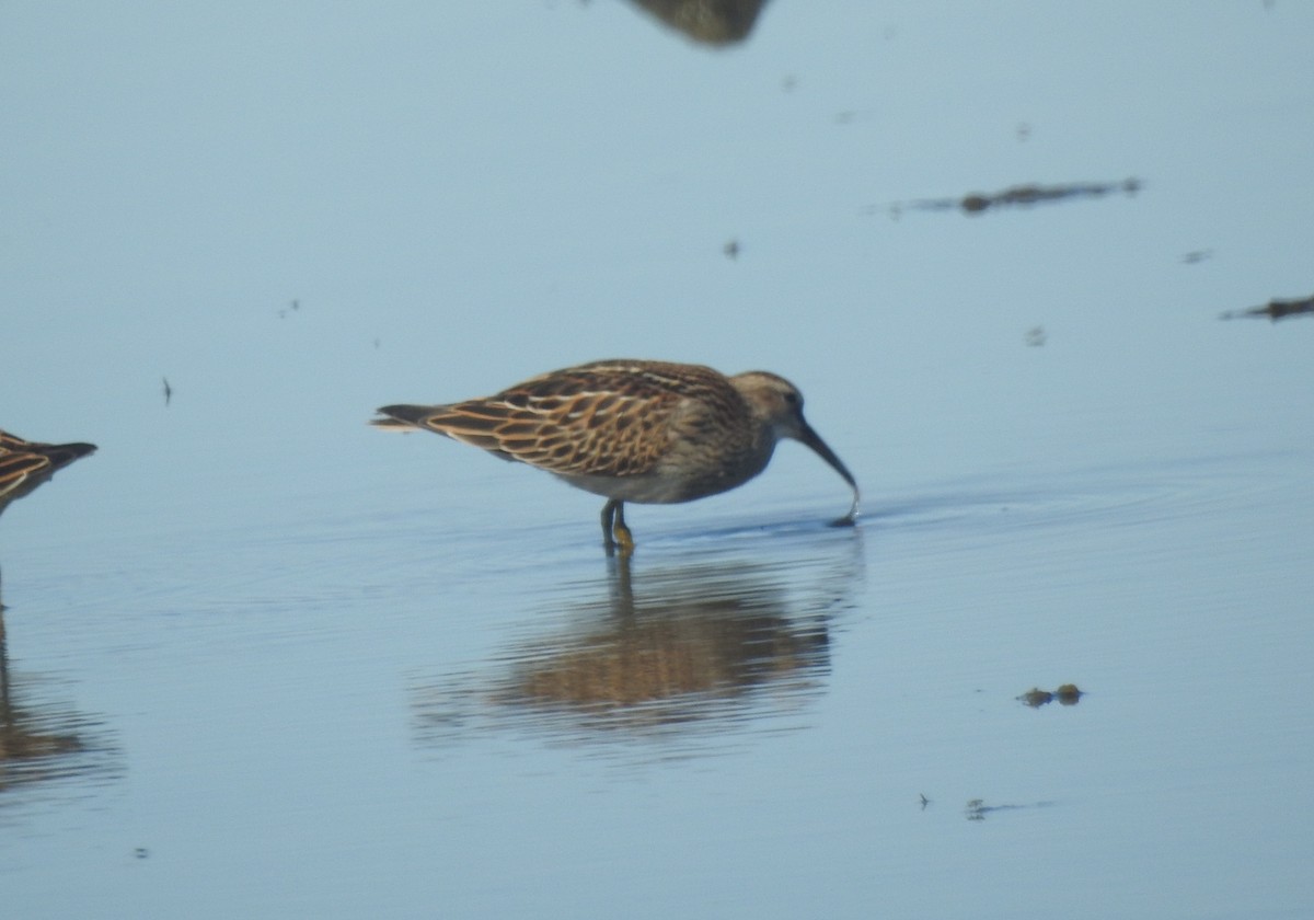 Pectoral Sandpiper - ML642341481