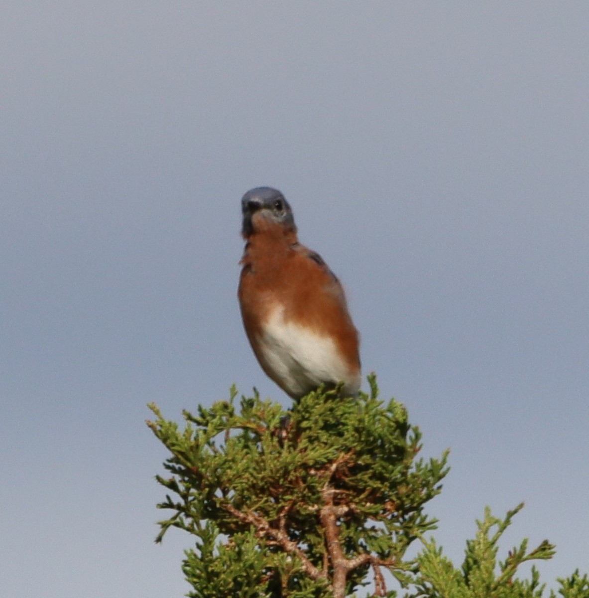 Eastern Bluebird - ML642341485
