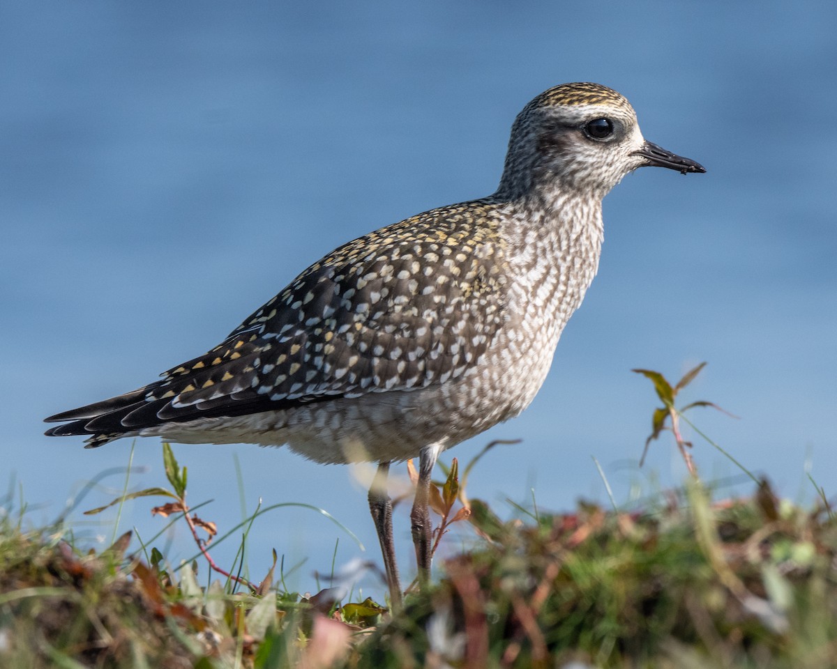 American Golden-Plover - ML642341486