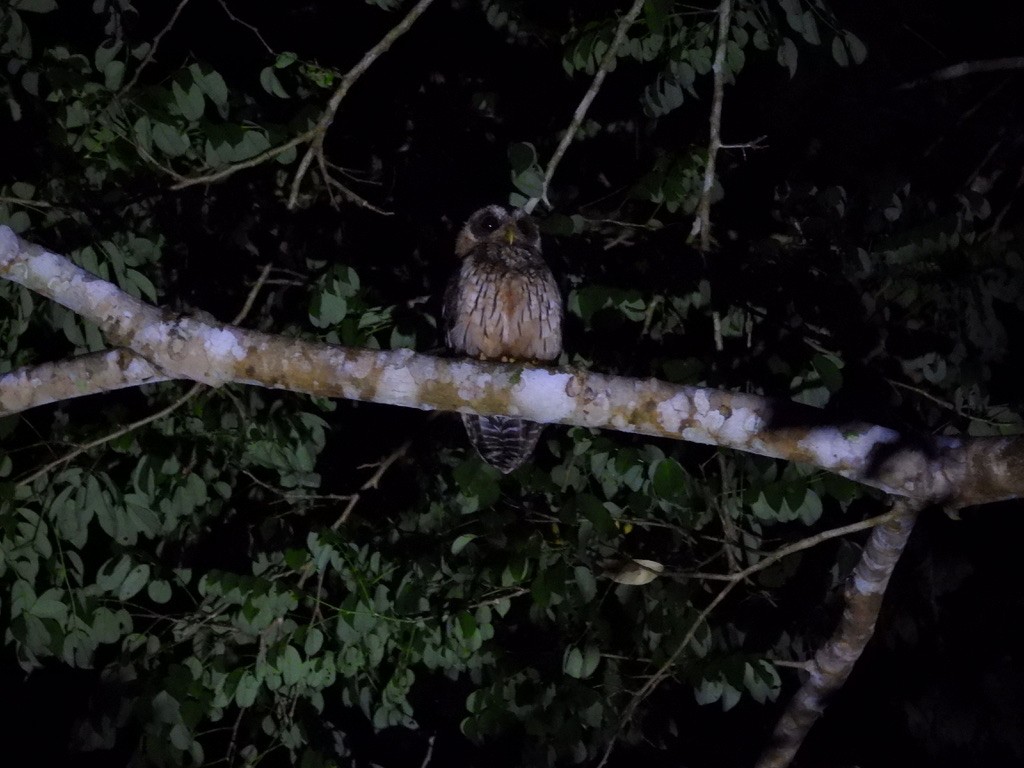 Mottled Owl - ML642341491