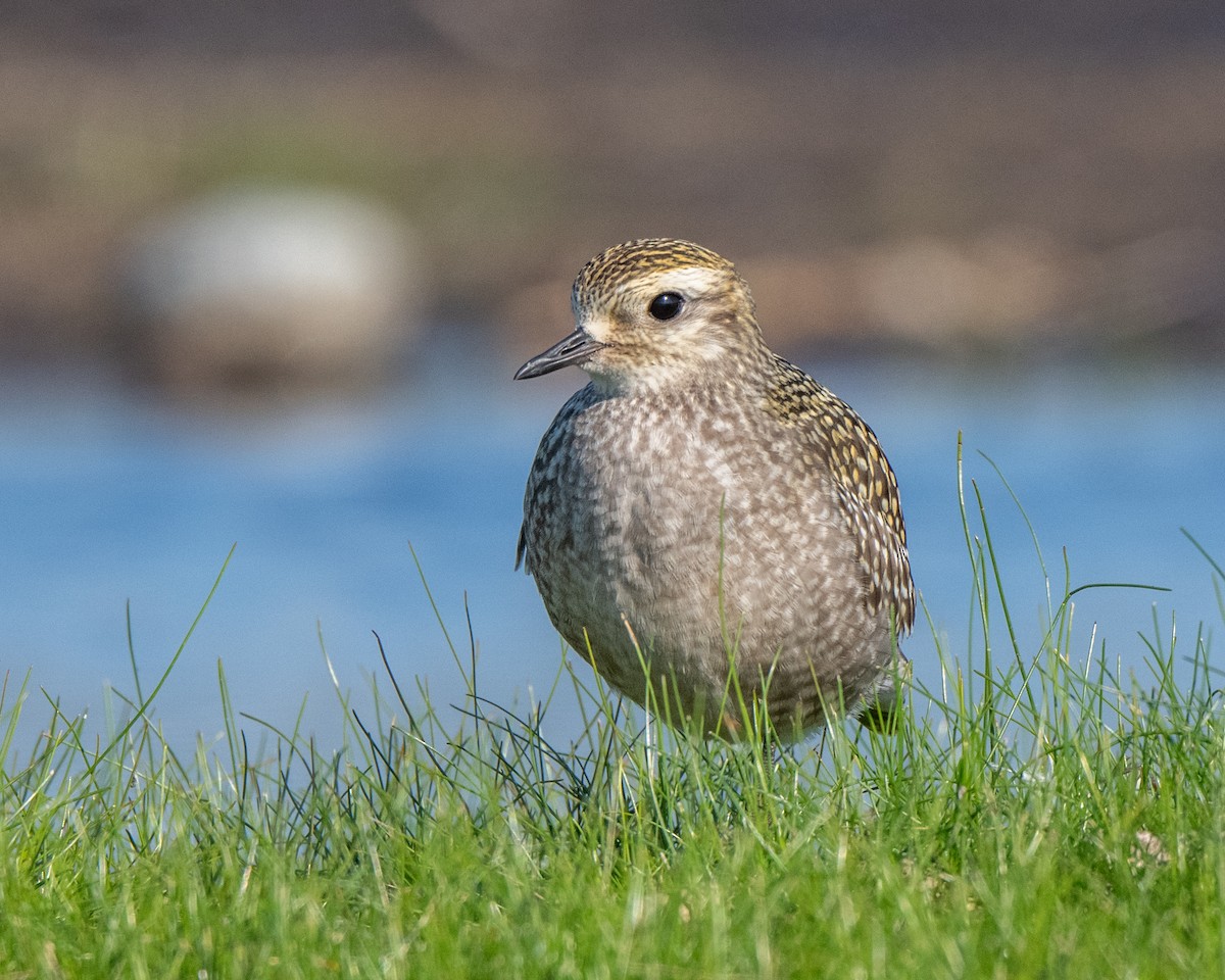 American Golden-Plover - ML642341495