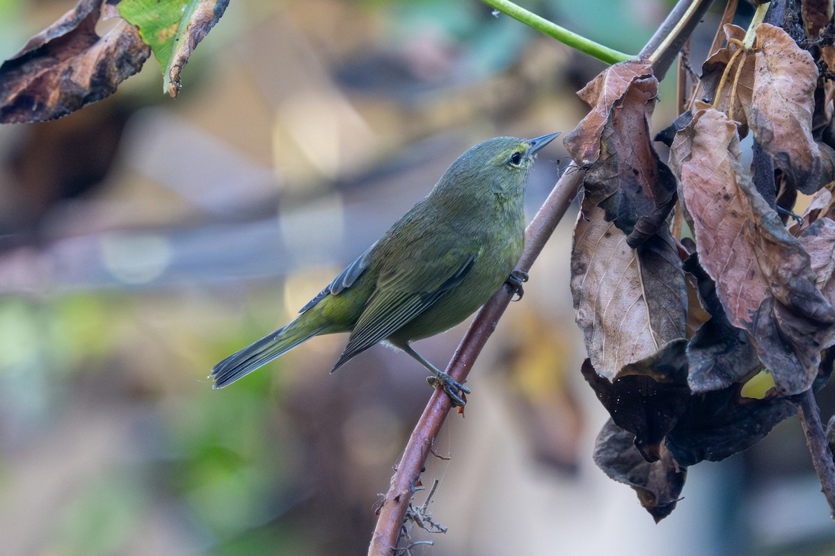 Orange-crowned Warbler - ML642341499