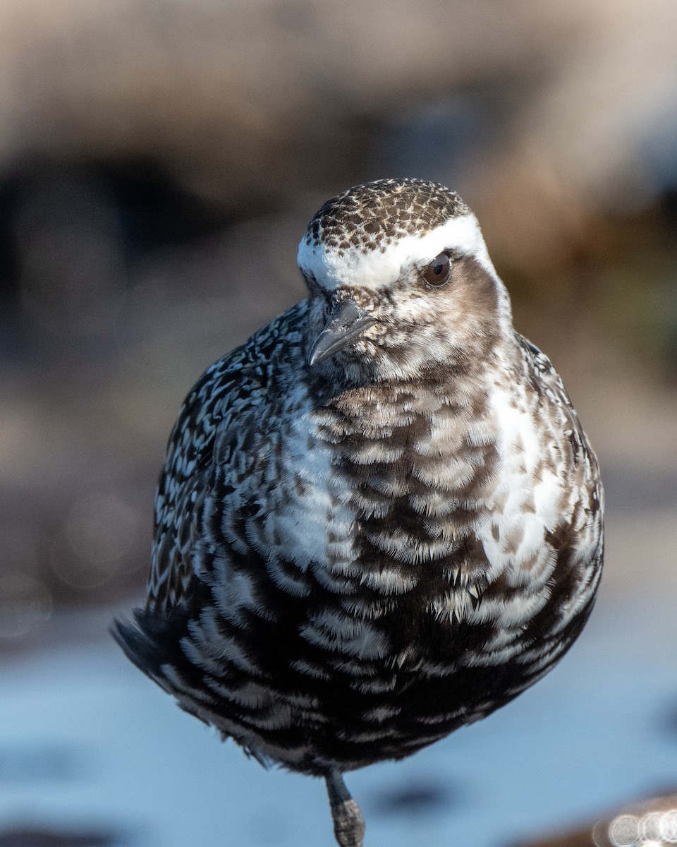 American Golden-Plover - ML642341503