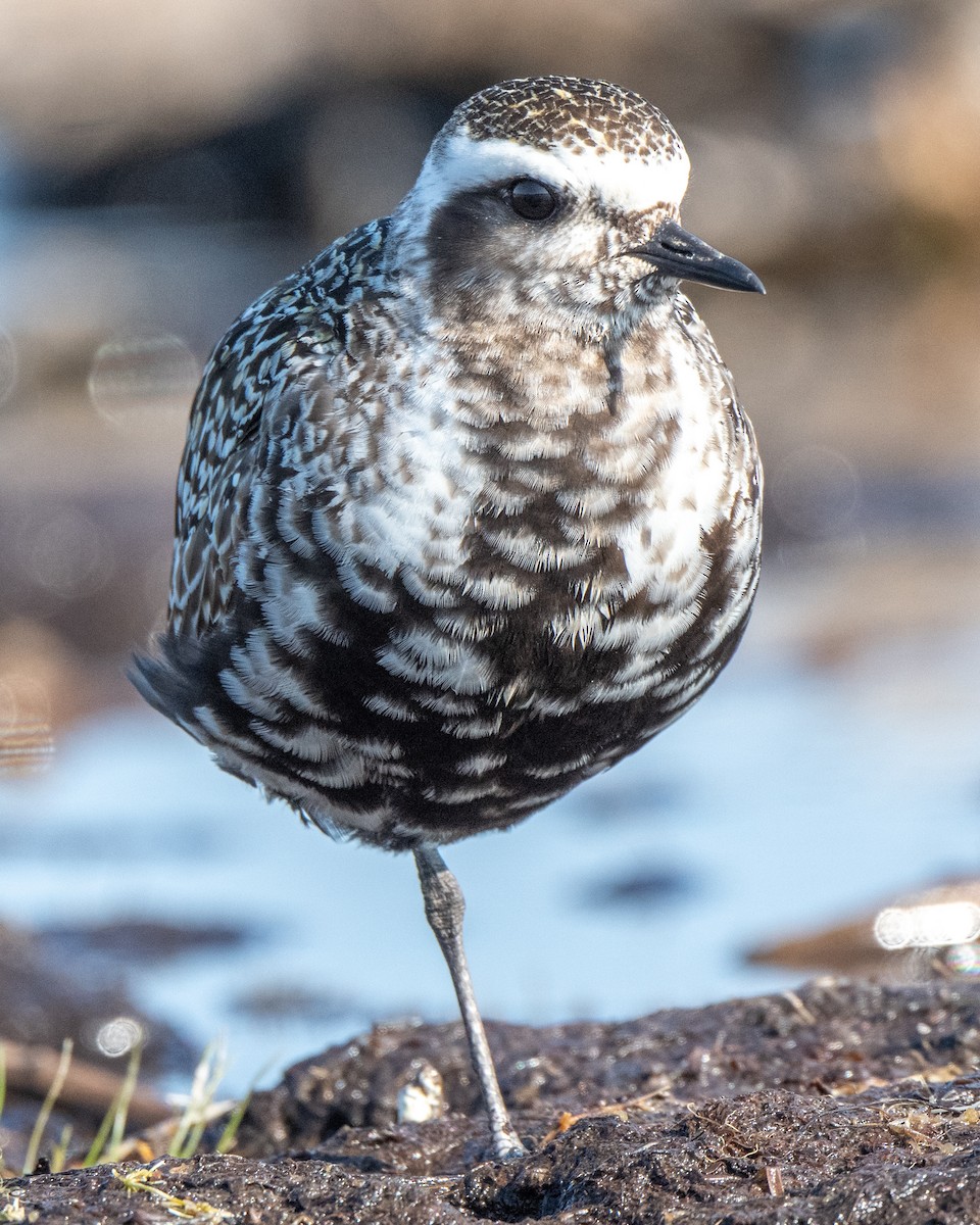 American Golden-Plover - ML642341504