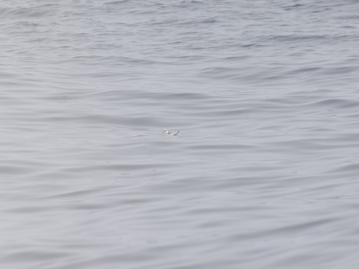 polarsvømmesnipe - ML642341509