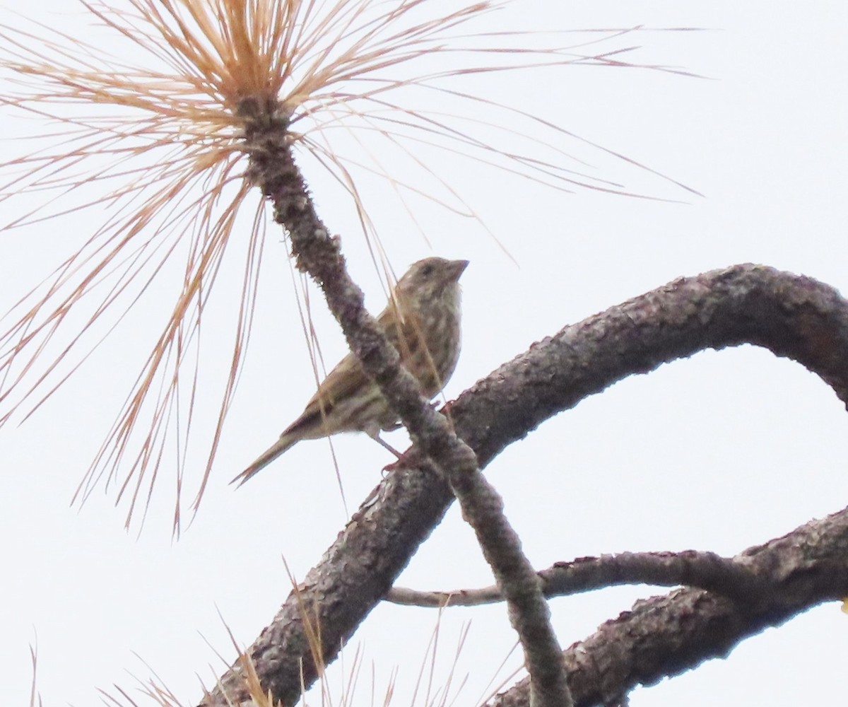 Purple Finch - ML642341510