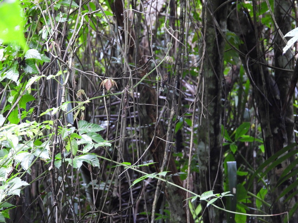 Stripe-throated Hermit - ML642341513