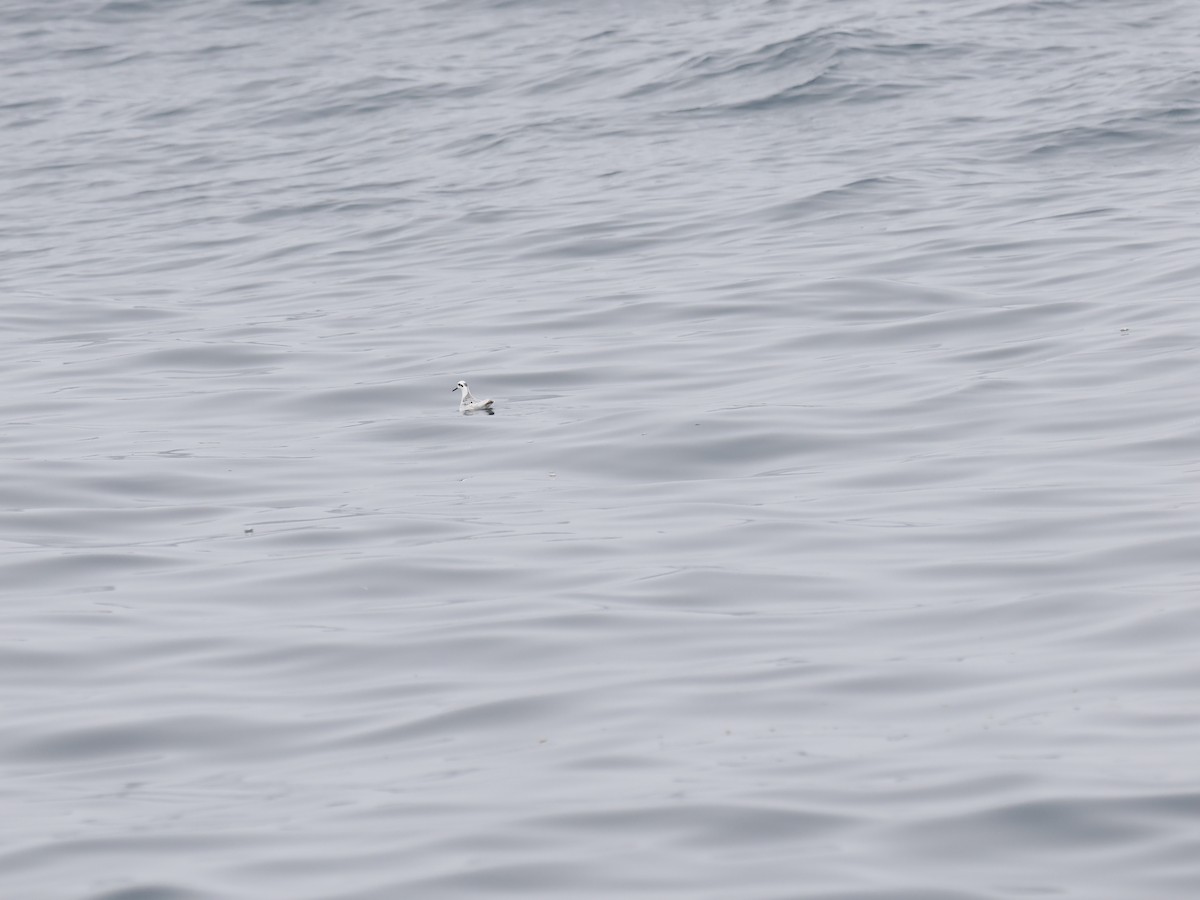 polarsvømmesnipe - ML642341517