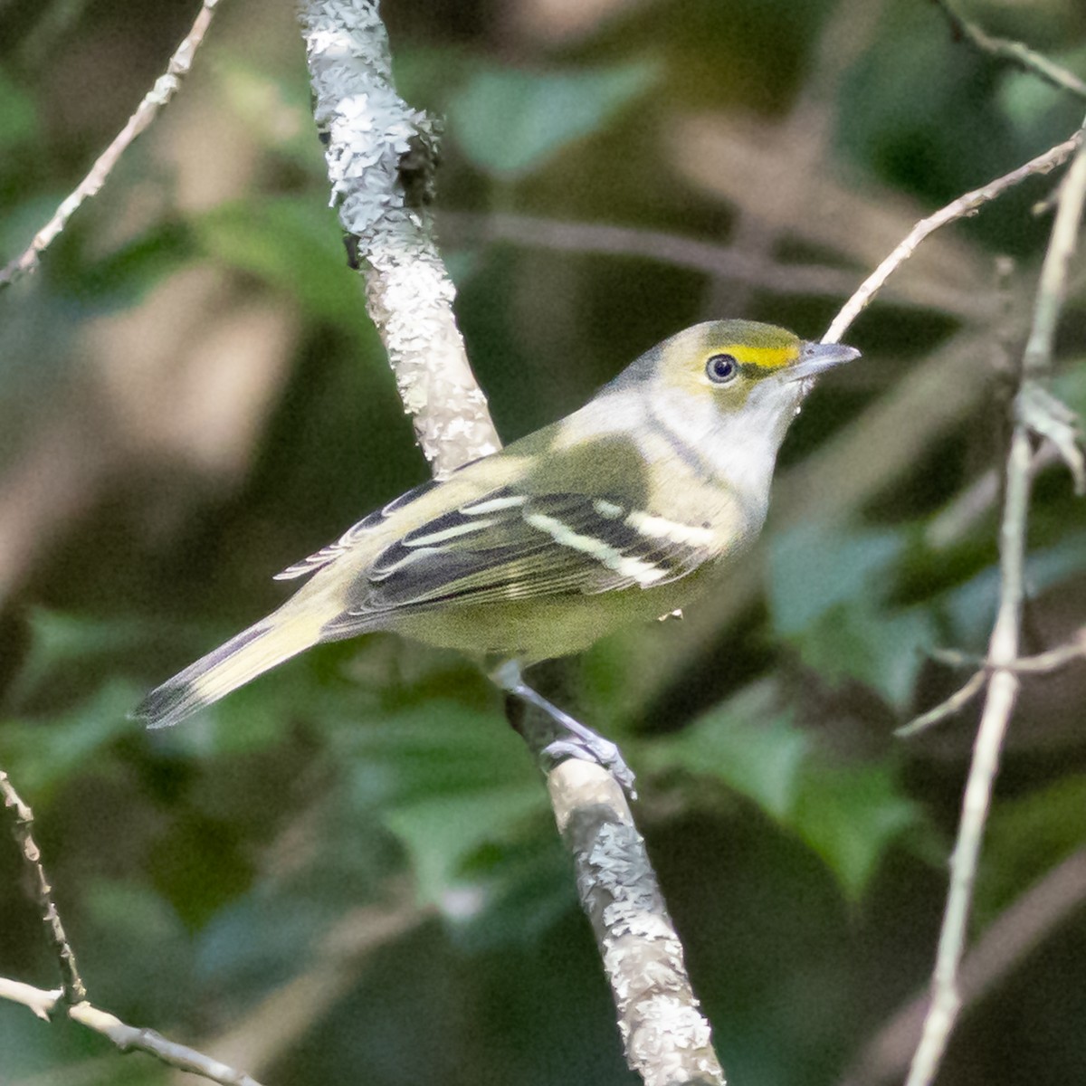 White-eyed Vireo - ML642341547