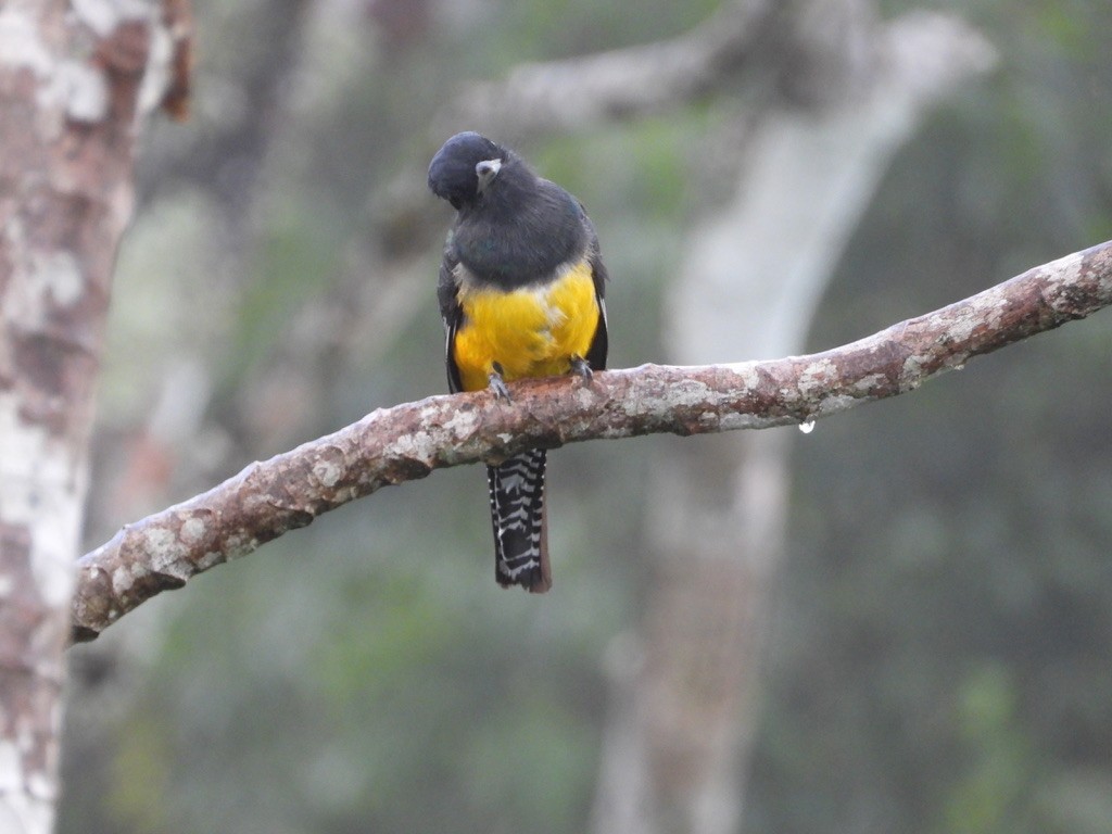 Gartered Trogon - ML642341553