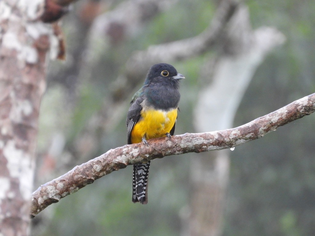 Gartered Trogon - ML642341554