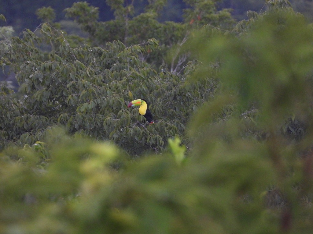 Keel-billed Toucan - ML642341557