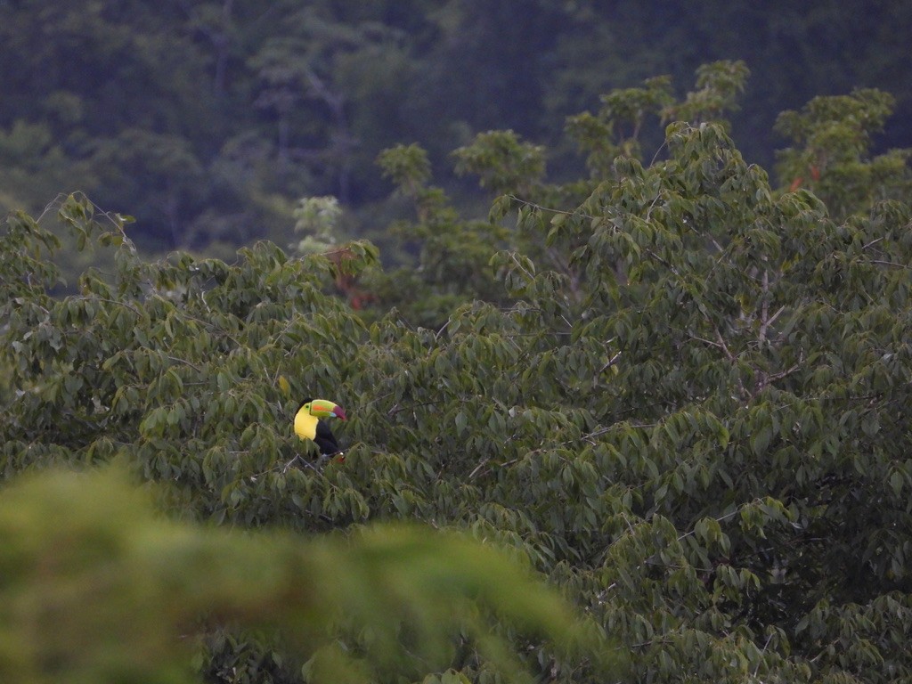 Keel-billed Toucan - ML642341558