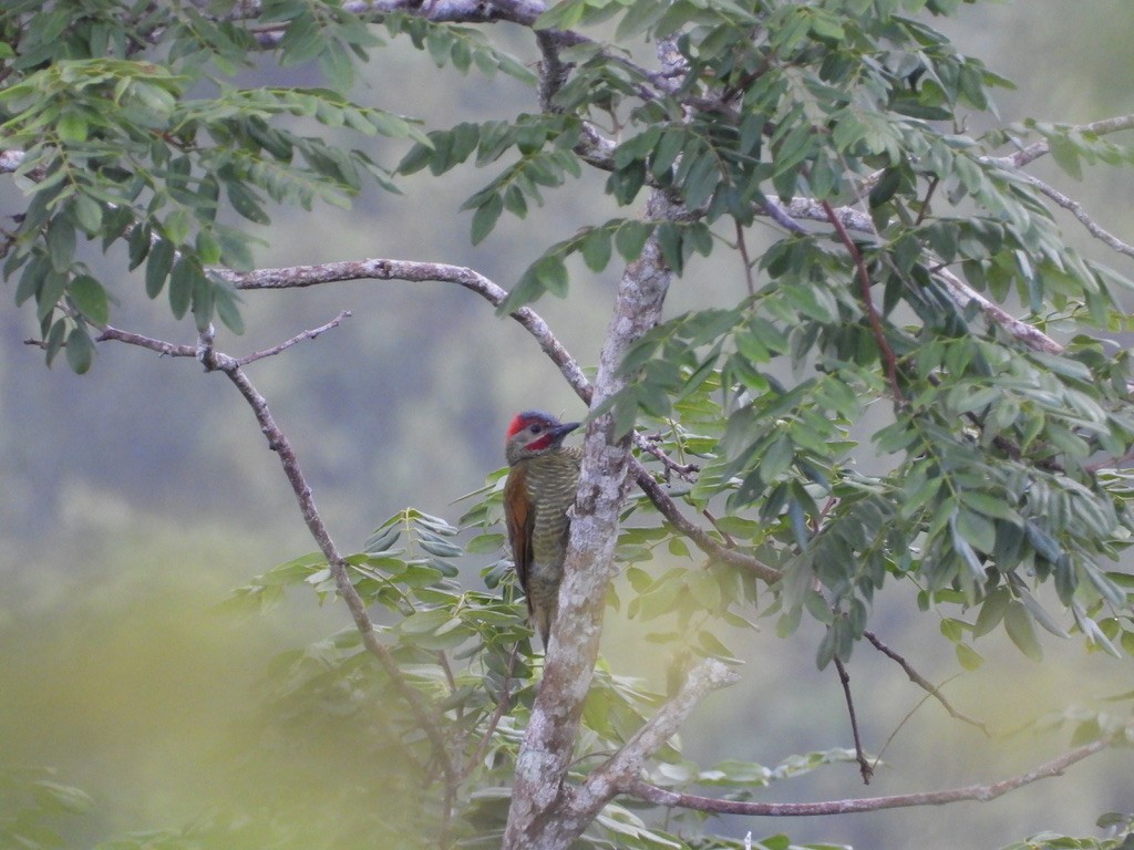 Golden-olive Woodpecker - ML642341561