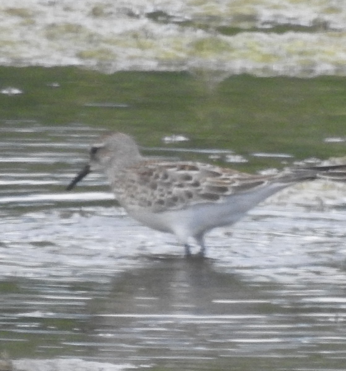 White-rumped Sandpiper - ML642341569